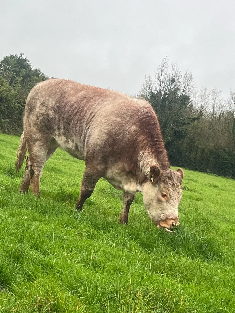 4🌟EBY heifer - Image 2