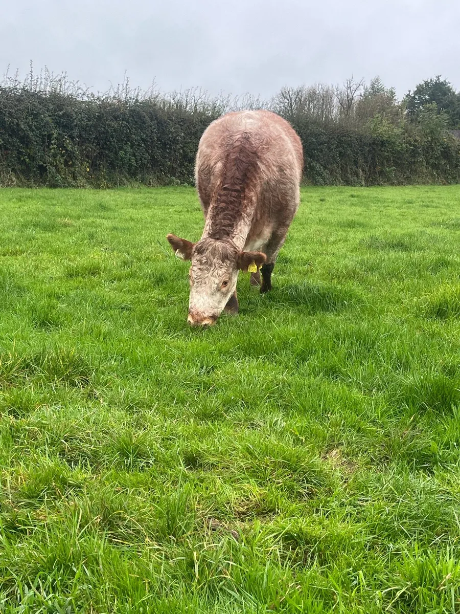 4🌟EBY heifer - Image 3