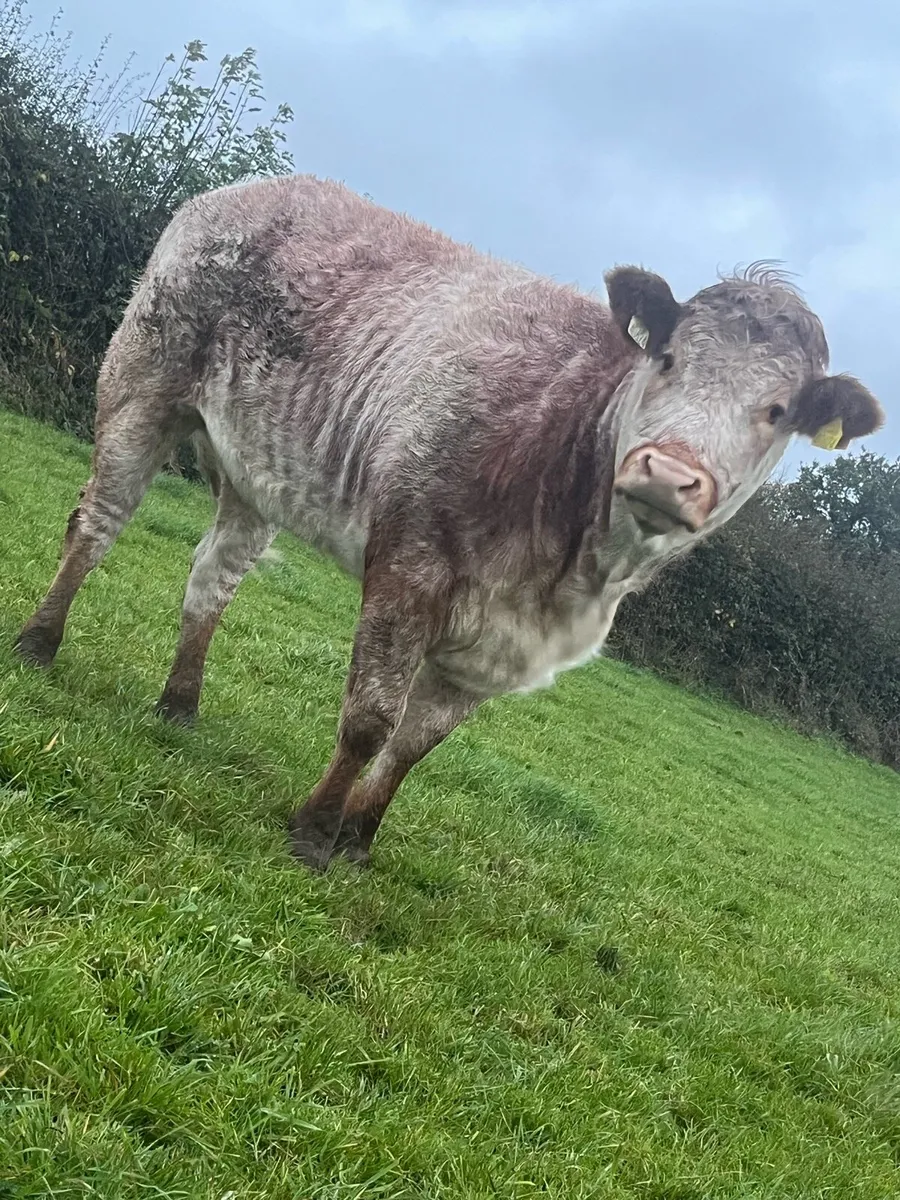 4🌟EBY heifer - Image 4