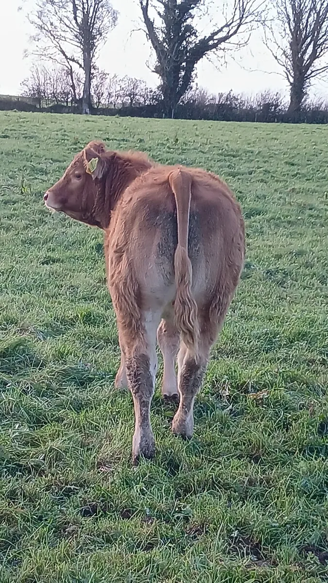 ♦️♦️Pedigree limo cow and calf♦️♦️ - Image 2