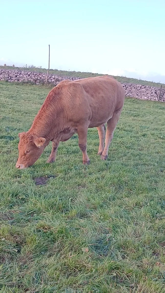 ♦️♦️Pedigree limo cow and calf♦️♦️ - Image 3