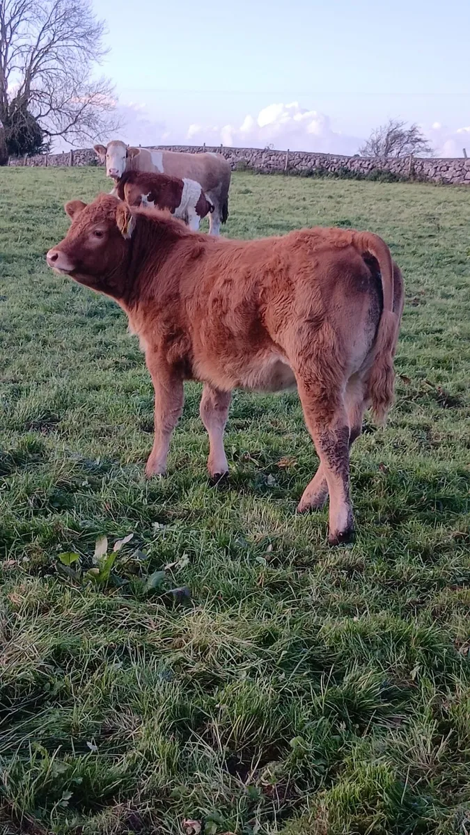 ♦️♦️Pedigree limo cow and calf♦️♦️ - Image 4