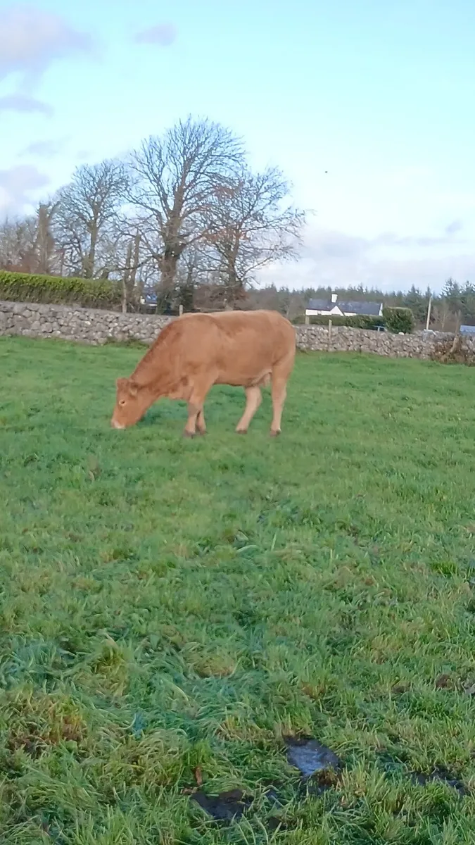 ♦️♦️Pedigree limo cow and calf♦️♦️ - Image 1