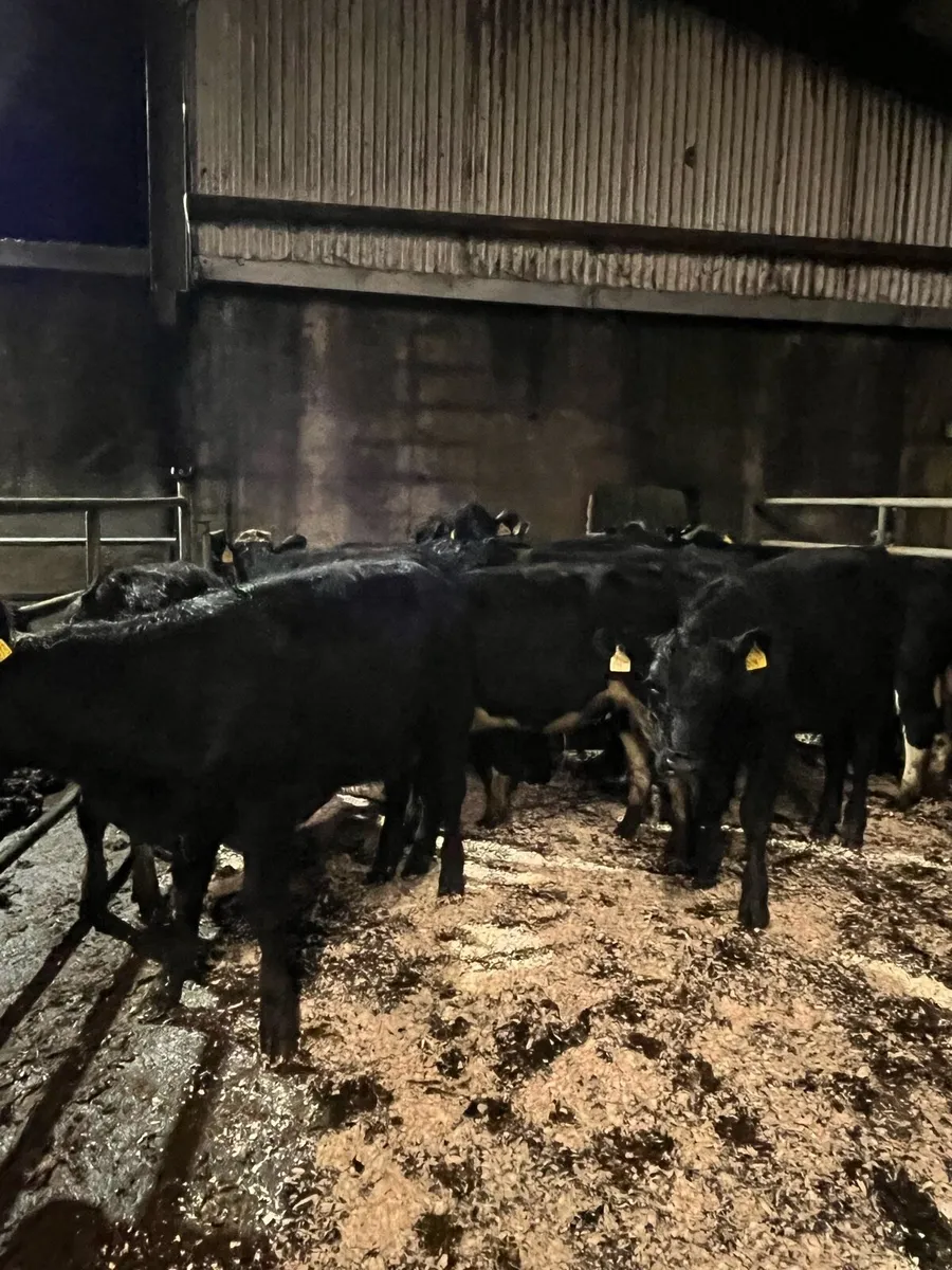 14 super Angus and Hereford heifer weanlings - Image 1