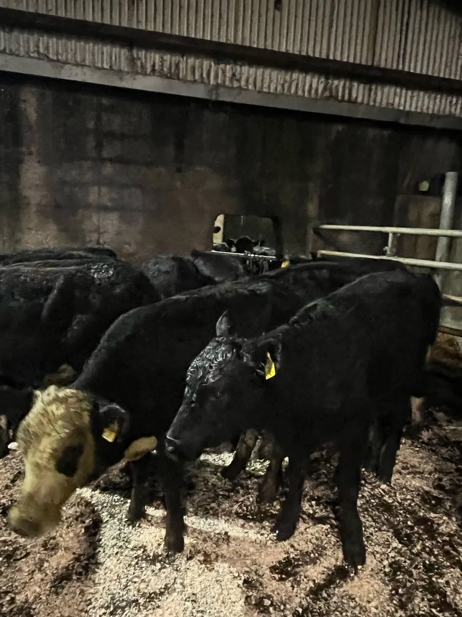 14 super Angus and Hereford heifer weanlings - Image 2