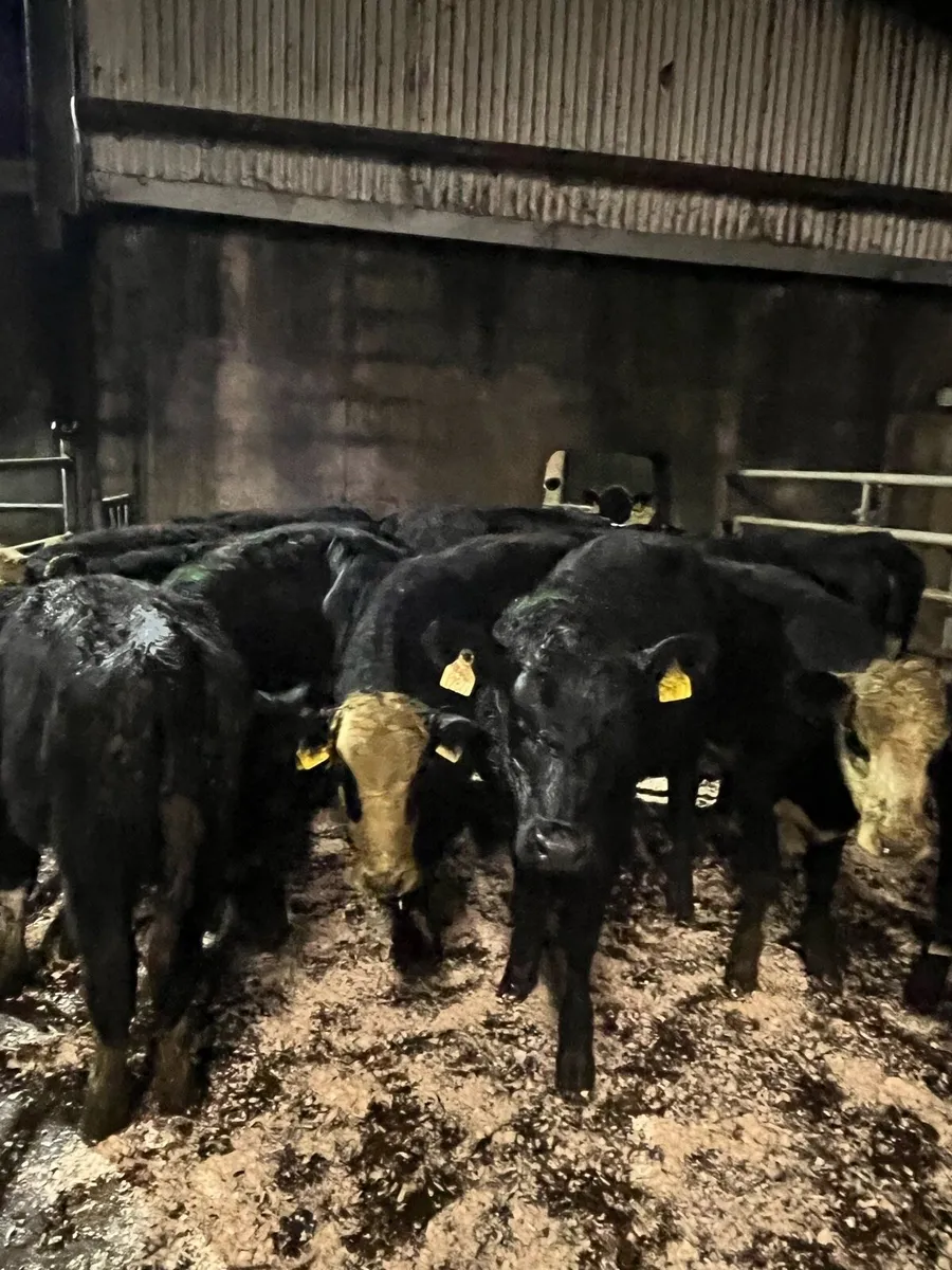 14 super Angus and Hereford heifer weanlings - Image 3