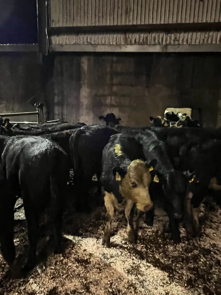 14 super Angus and Hereford heifer weanlings - Image 4