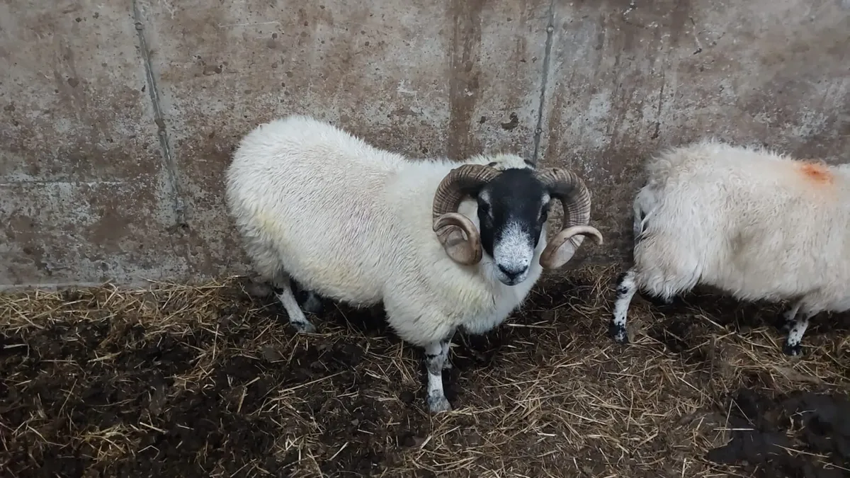 PB Perth Ram - Image 1