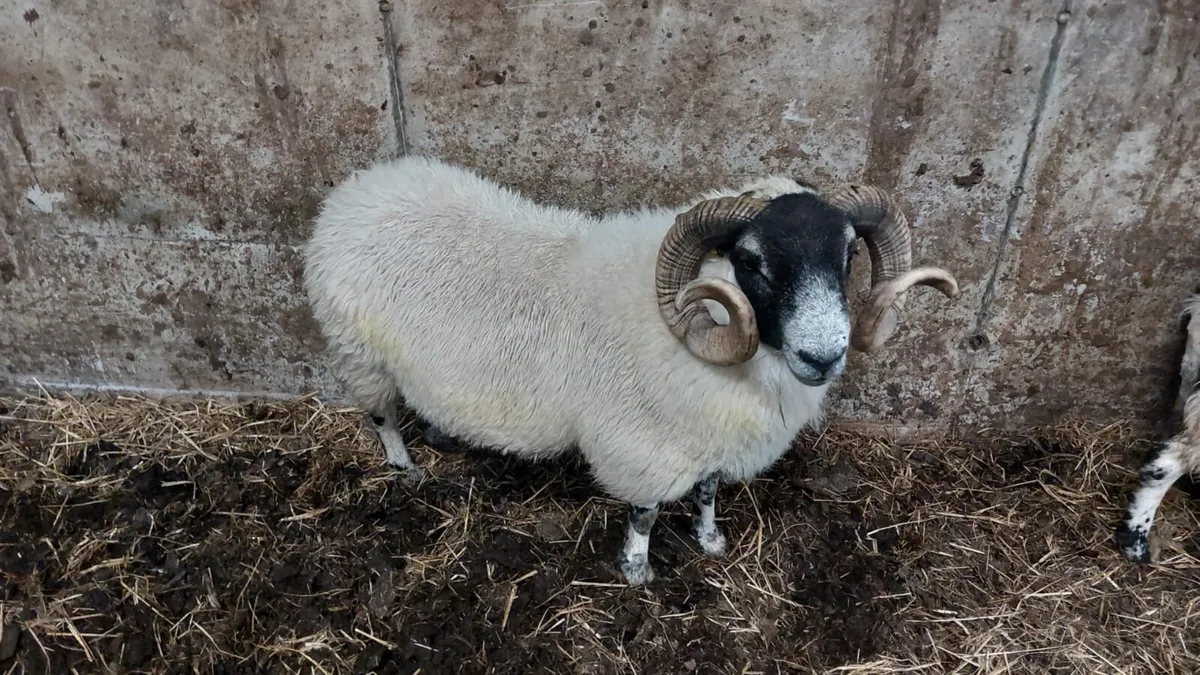 PB Perth Ram - Image 2