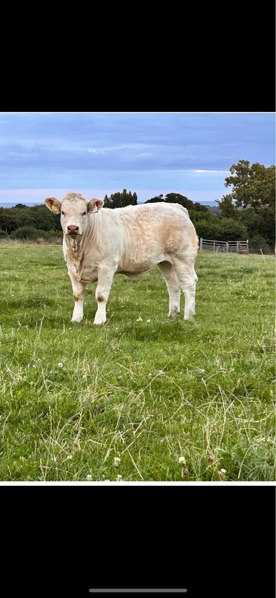 Purebred Heifer - Image 1
