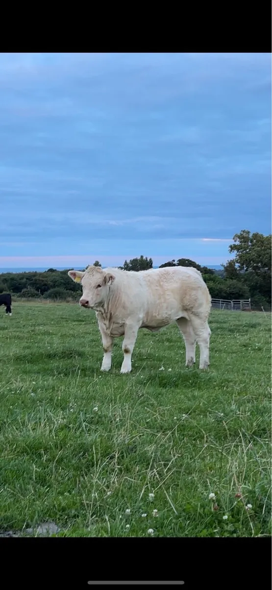 Purebred Heifer - Image 2