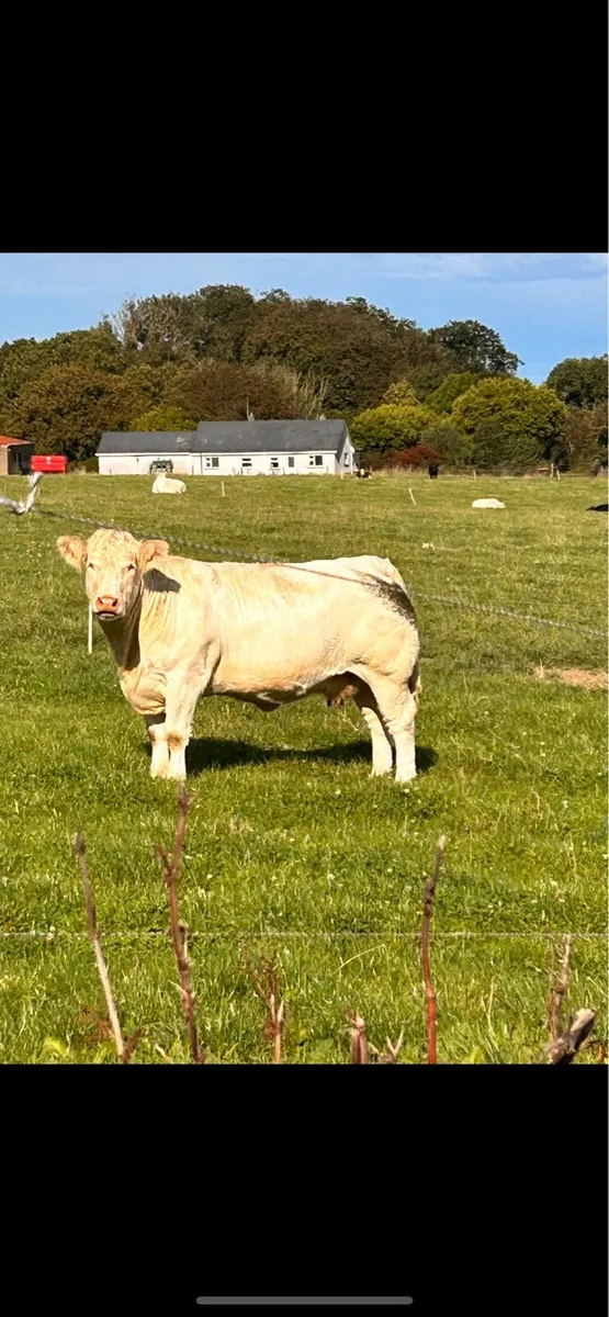 Purebred Heifer - Image 3
