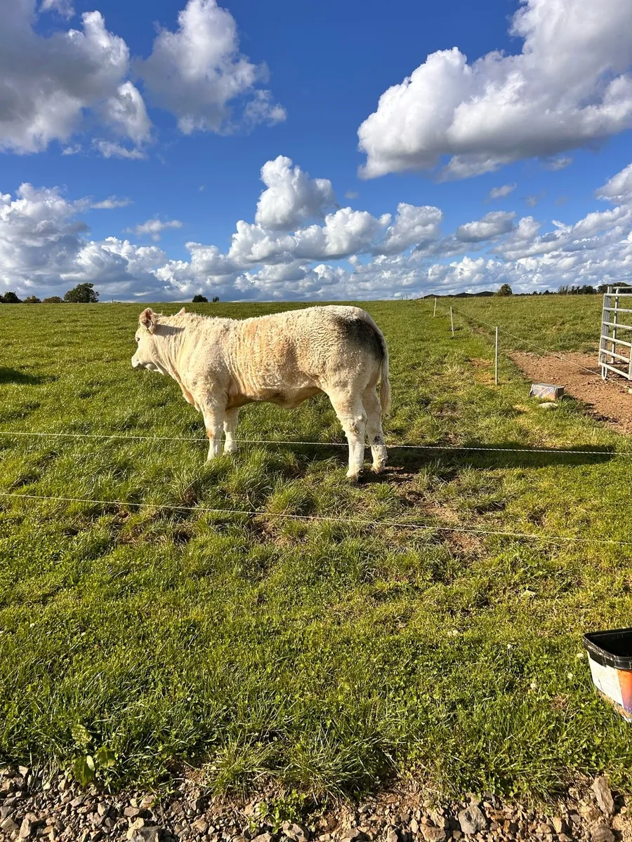 Purebred Heifer - Image 4