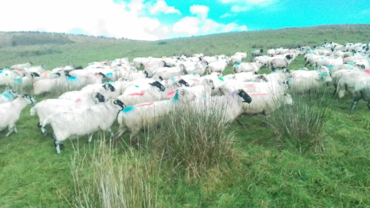 Ewes for Sale 0877945380 - Image 2