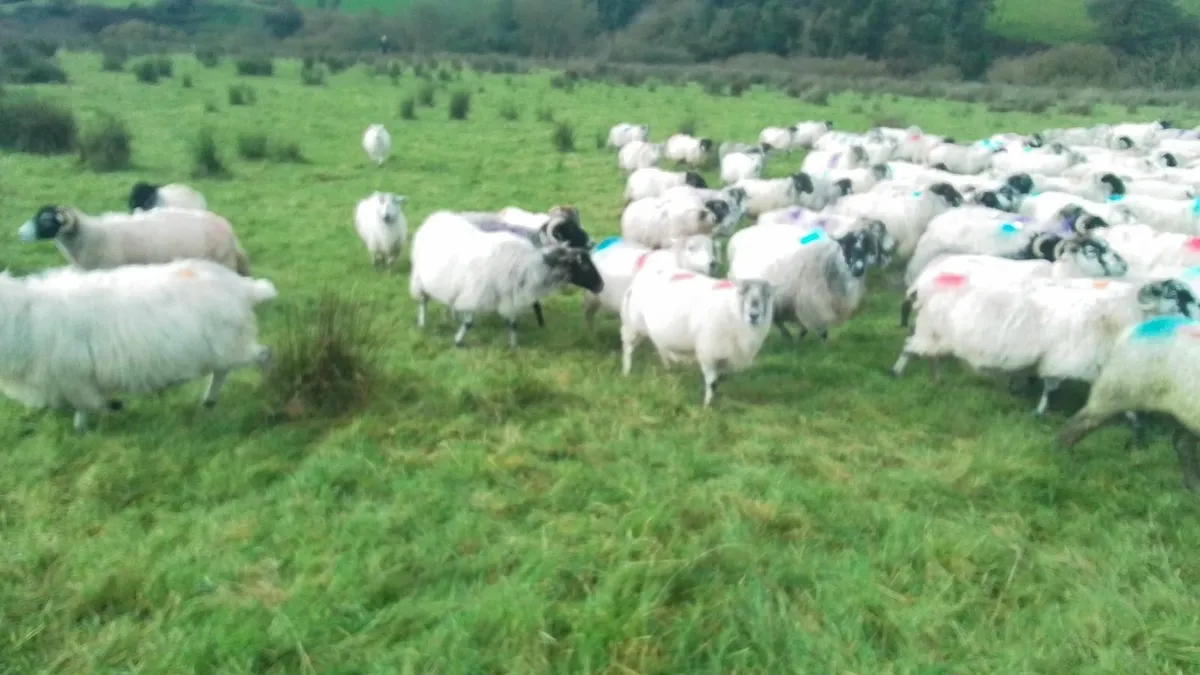 Ewes for Sale 0877945380 - Image 3