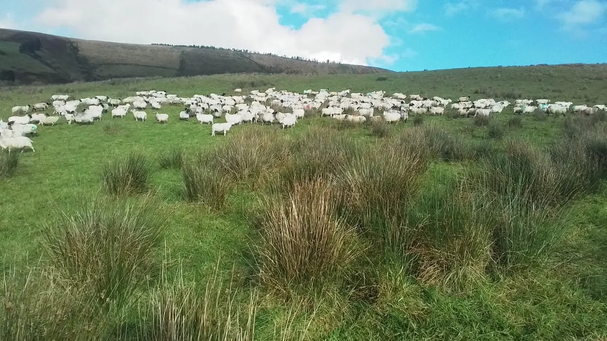 Ewes for Sale 0877945380 - Image 4