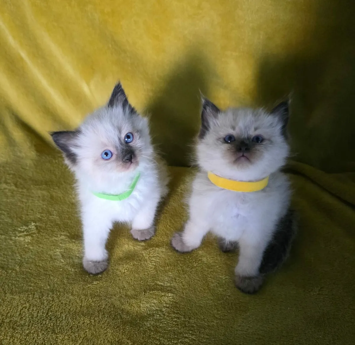ragdoll kittens - Image 1