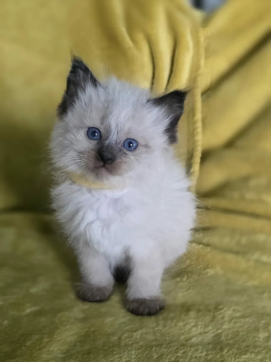 ragdoll kittens - Image 2