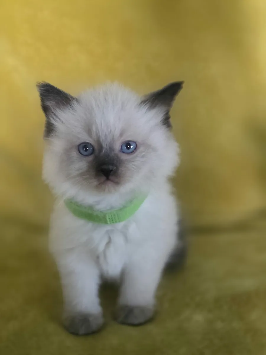 ragdoll kittens - Image 3