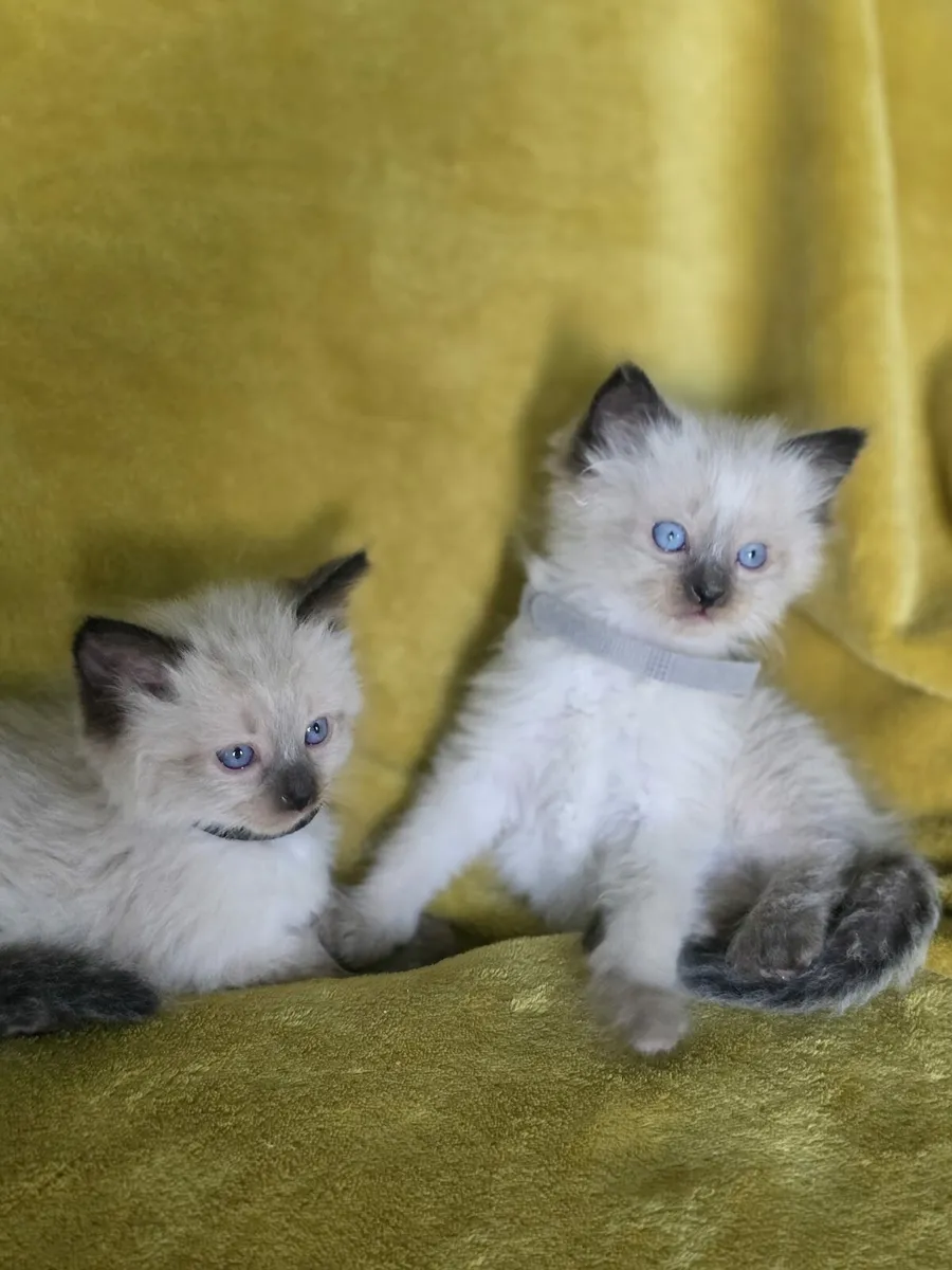 ragdoll kittens - Image 4
