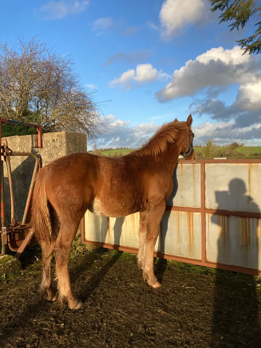 Rid filly Foal - Image 1