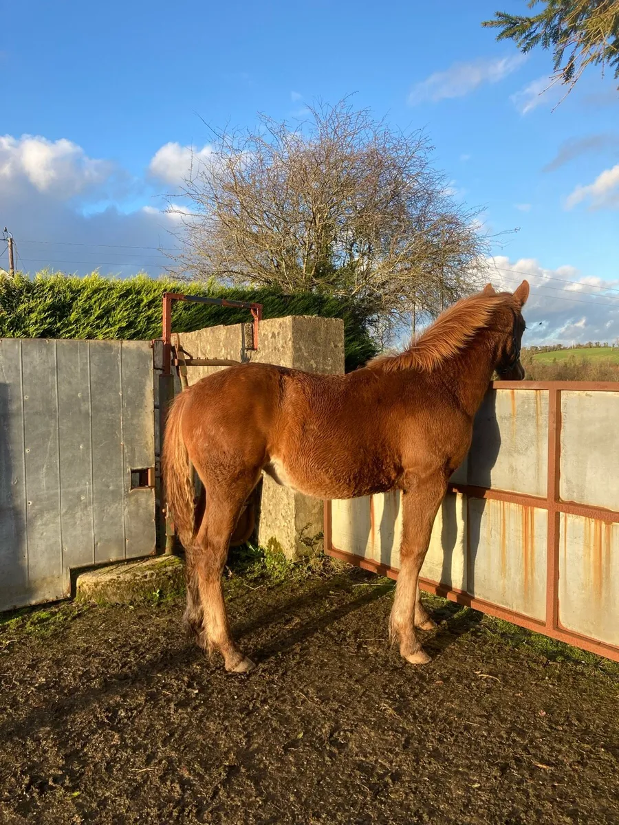 Rid filly Foal - Image 2