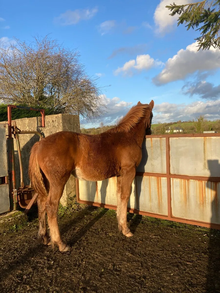 Rid filly Foal - Image 3