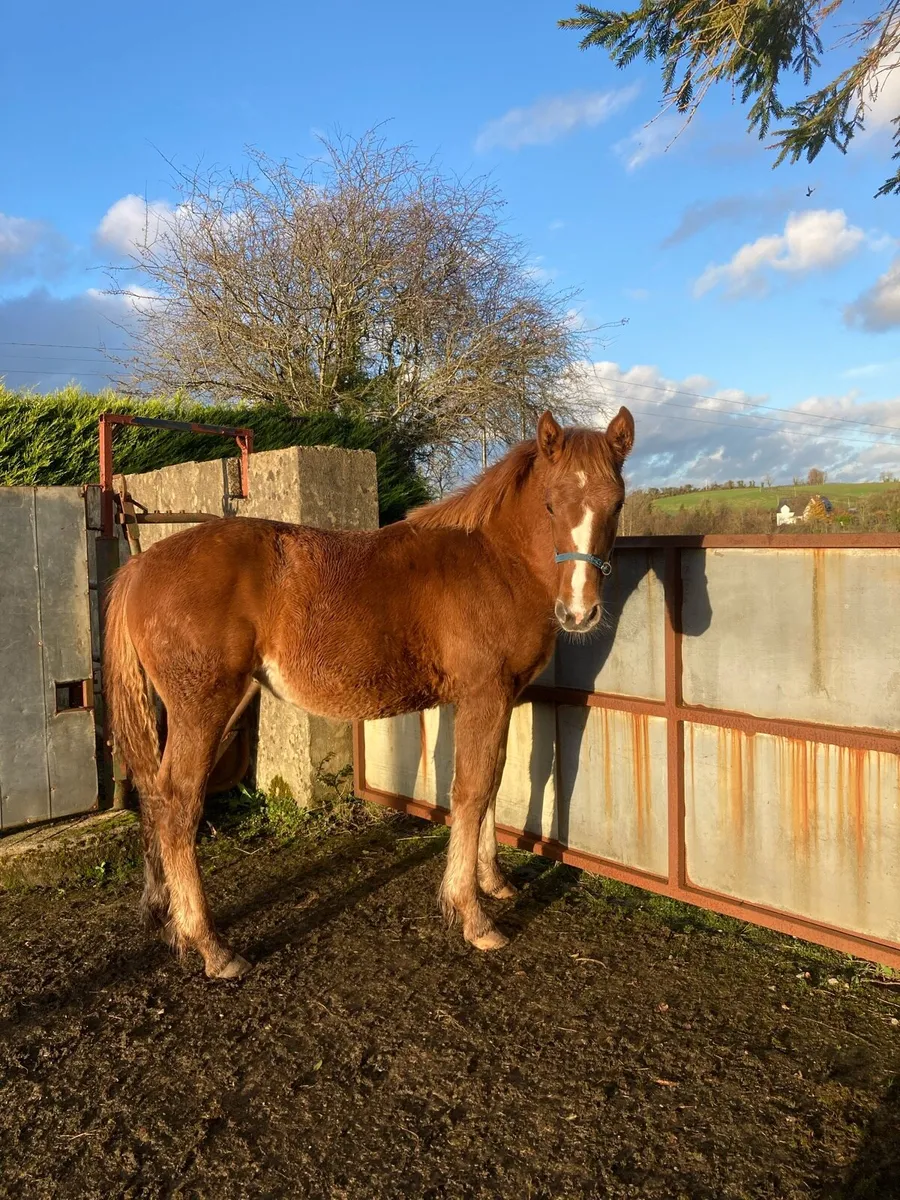 Rid filly Foal - Image 4