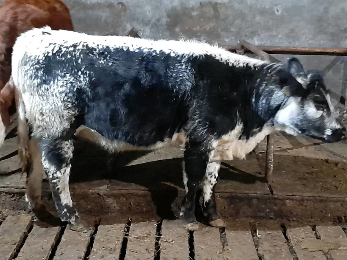 ✨️AAX Heifer Weanling✨️ - Image 1