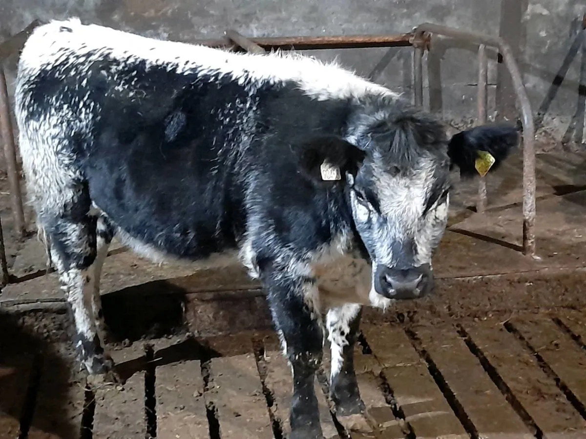 ✨️AAX Heifer Weanling✨️ - Image 2