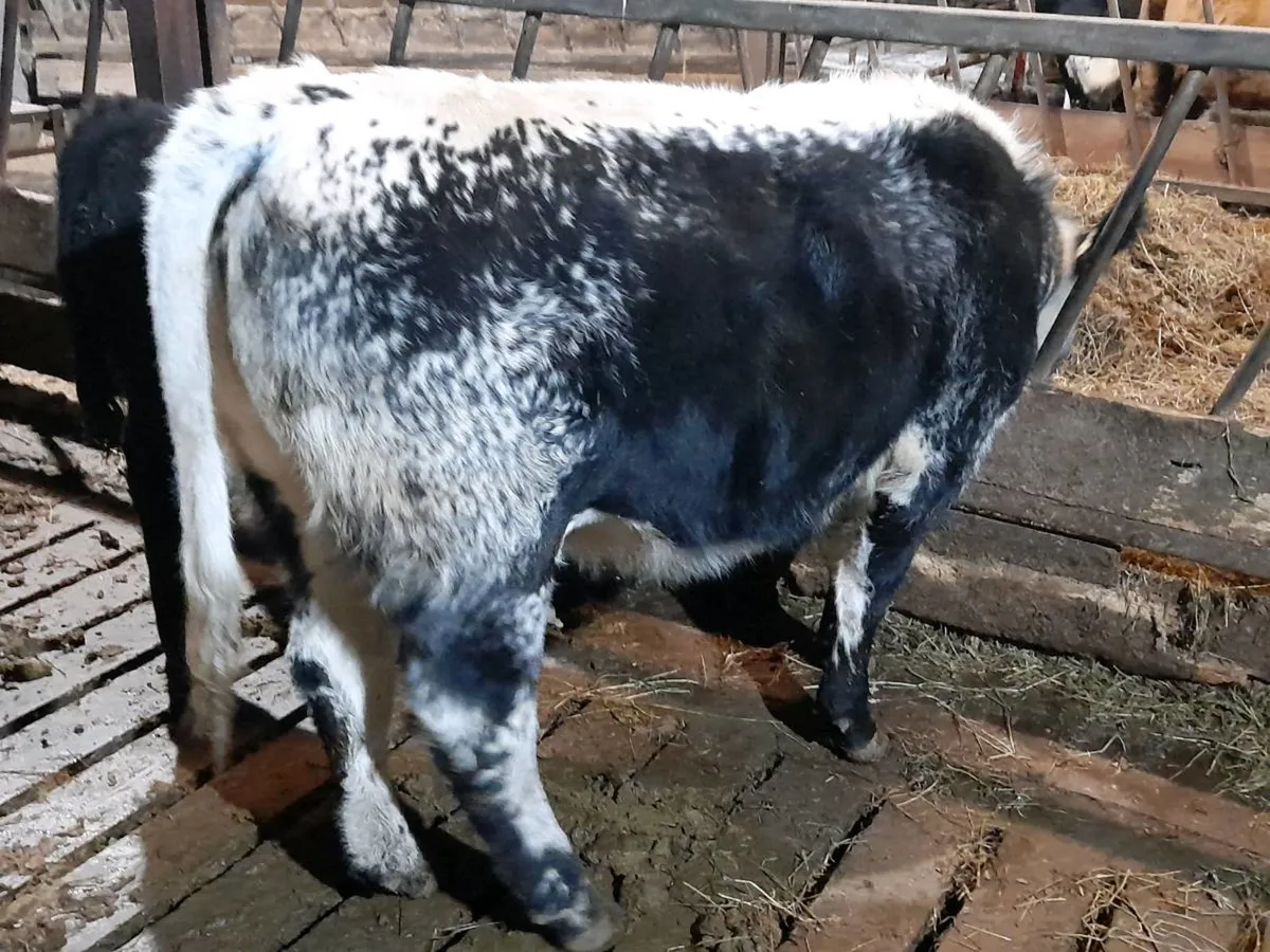 ✨️AAX Heifer Weanling✨️ - Image 3
