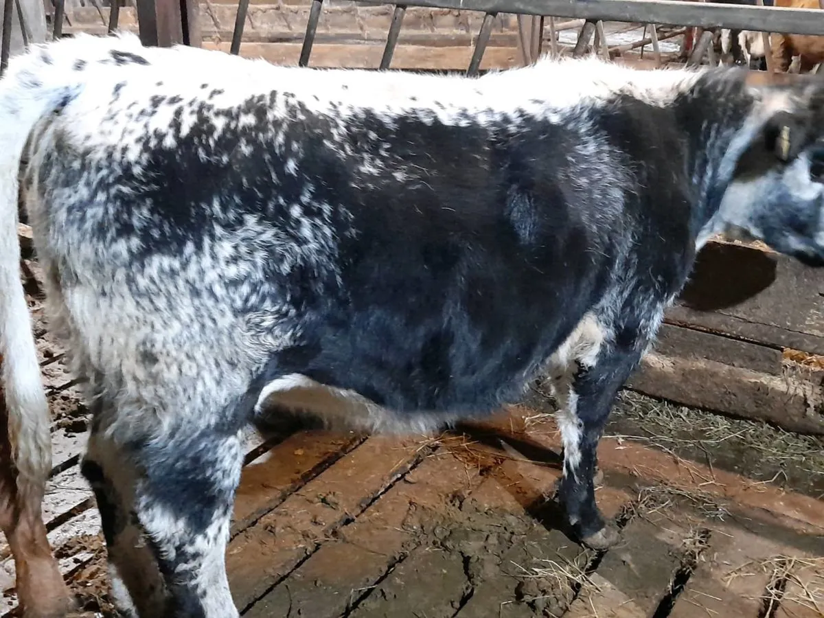 ✨️AAX Heifer Weanling✨️ - Image 4