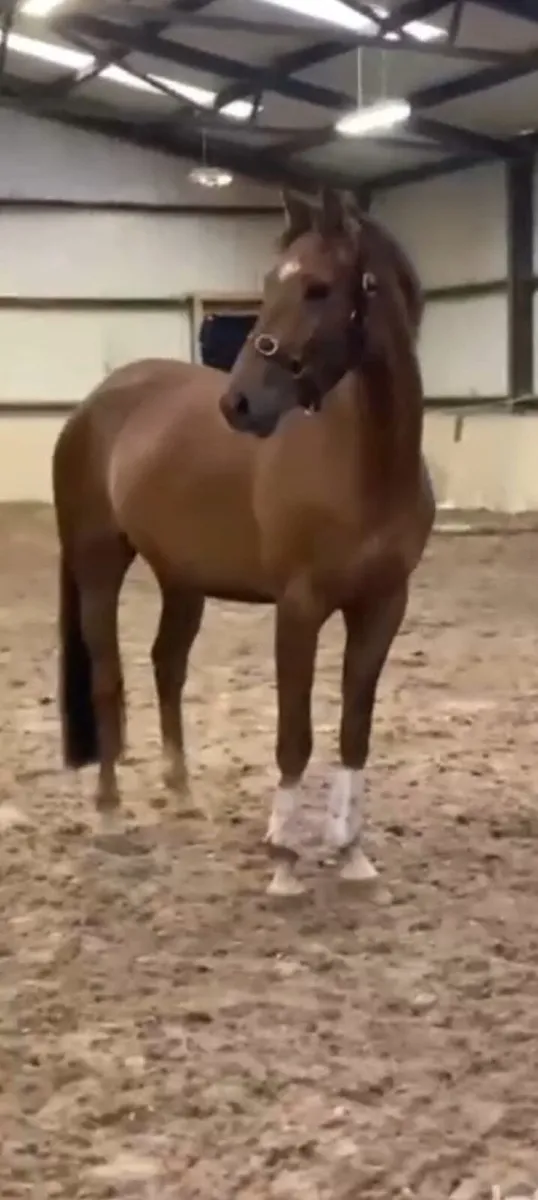 3 year old young event horse - Image 2