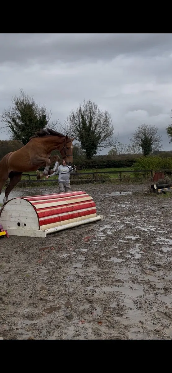 3 year old young event horse - Image 1