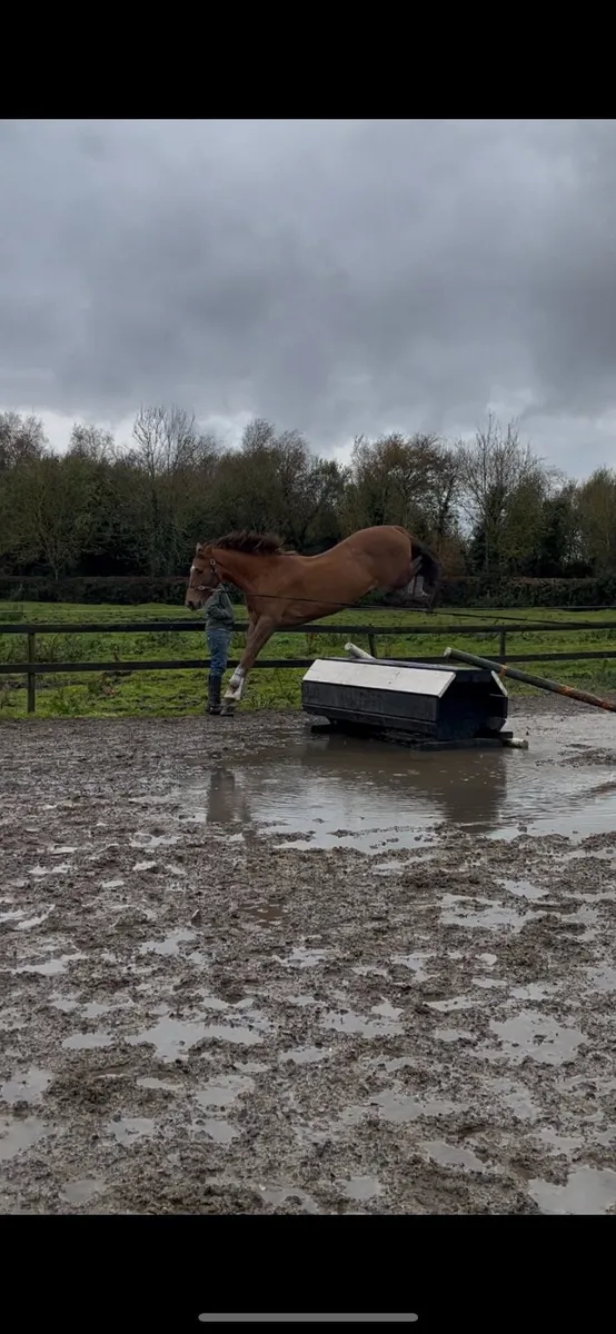 3 year old young event horse - Image 3