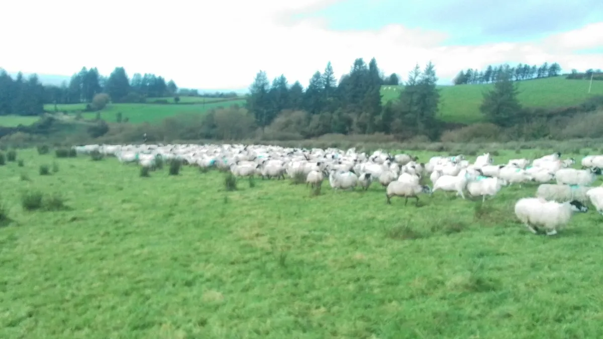 Ewes for Sale 0877945380 - Image 1