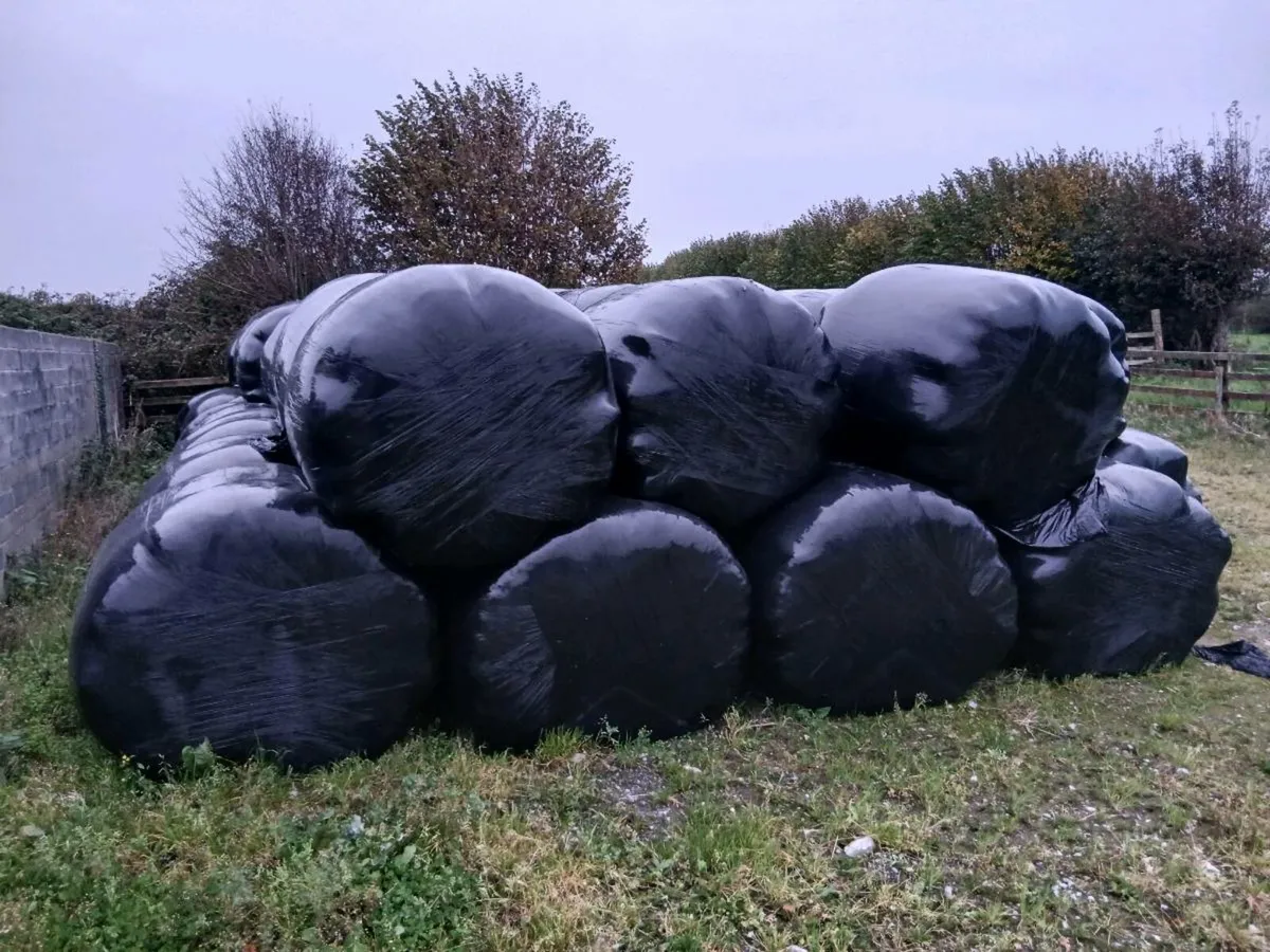 Silage - Image 2