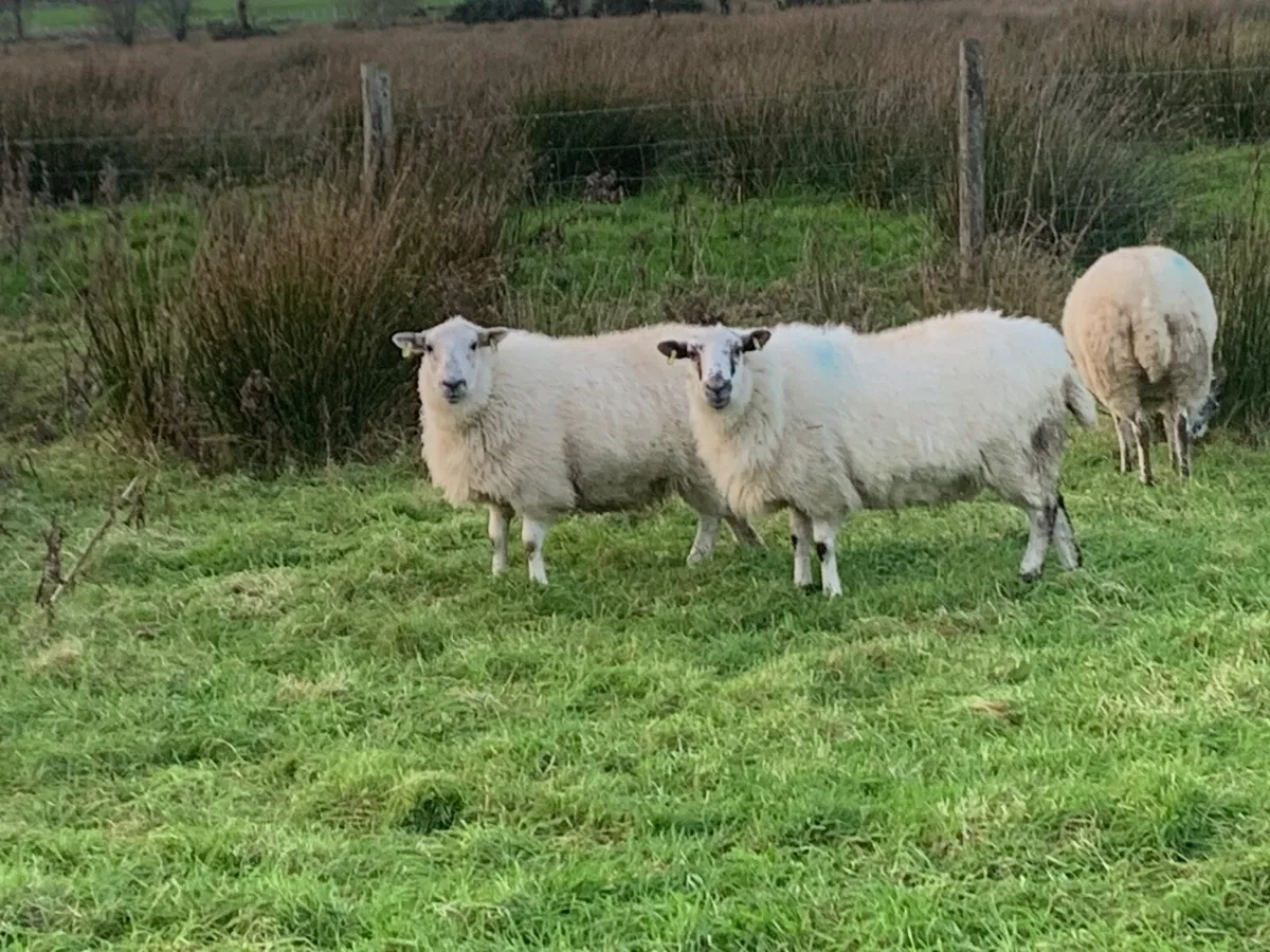 Sheep - Image 1