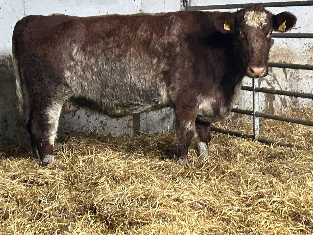 Purebred registerd shorthorn incalf  third calving - Image 1