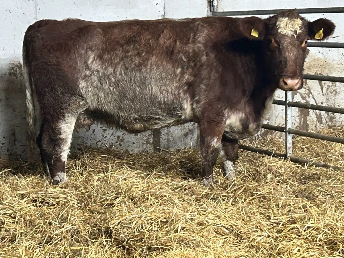 Purebred registerd shorthorn incalf  third calving - Image 2