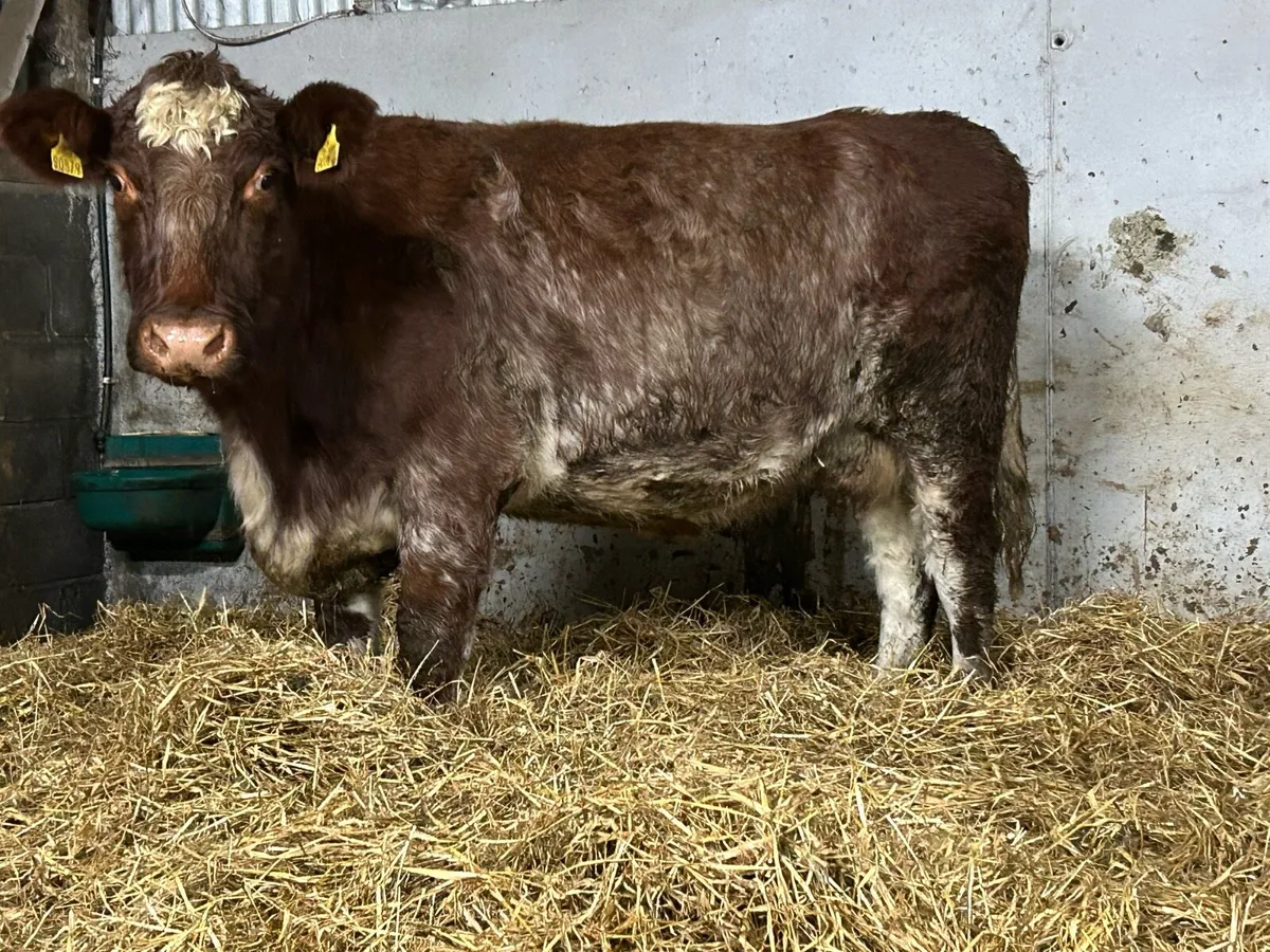 Purebred registerd shorthorn incalf  third calving - Image 4