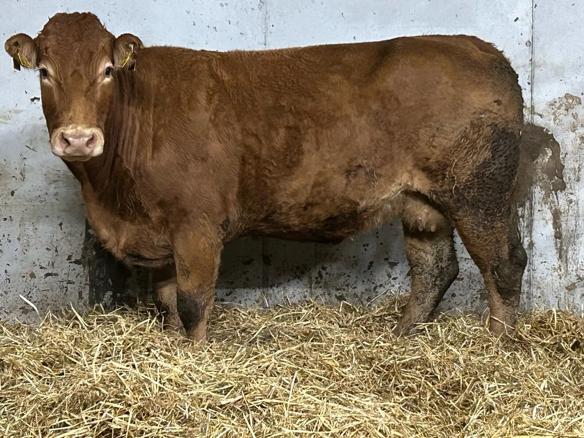 Super u grade limousine incalf cow - Image 1