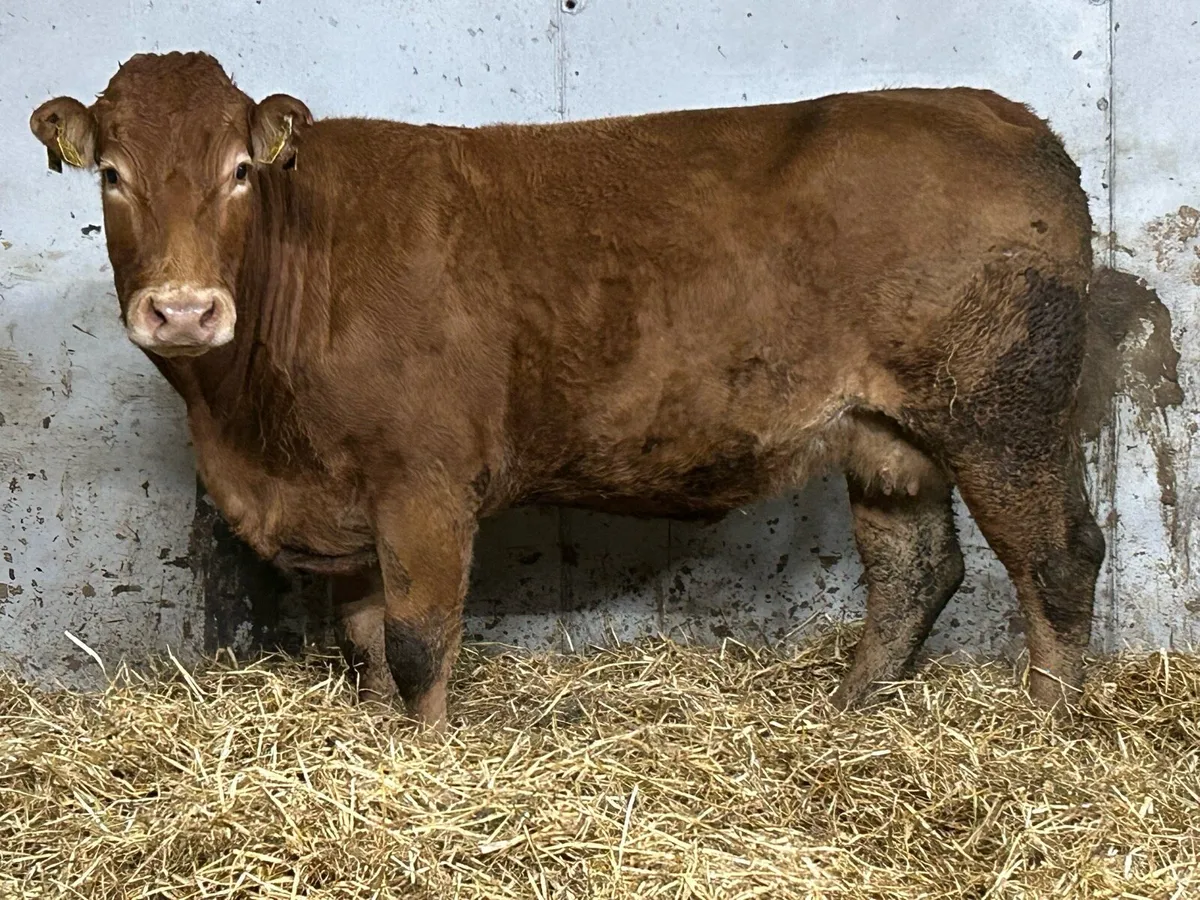 Super u grade limousine incalf cow - Image 2