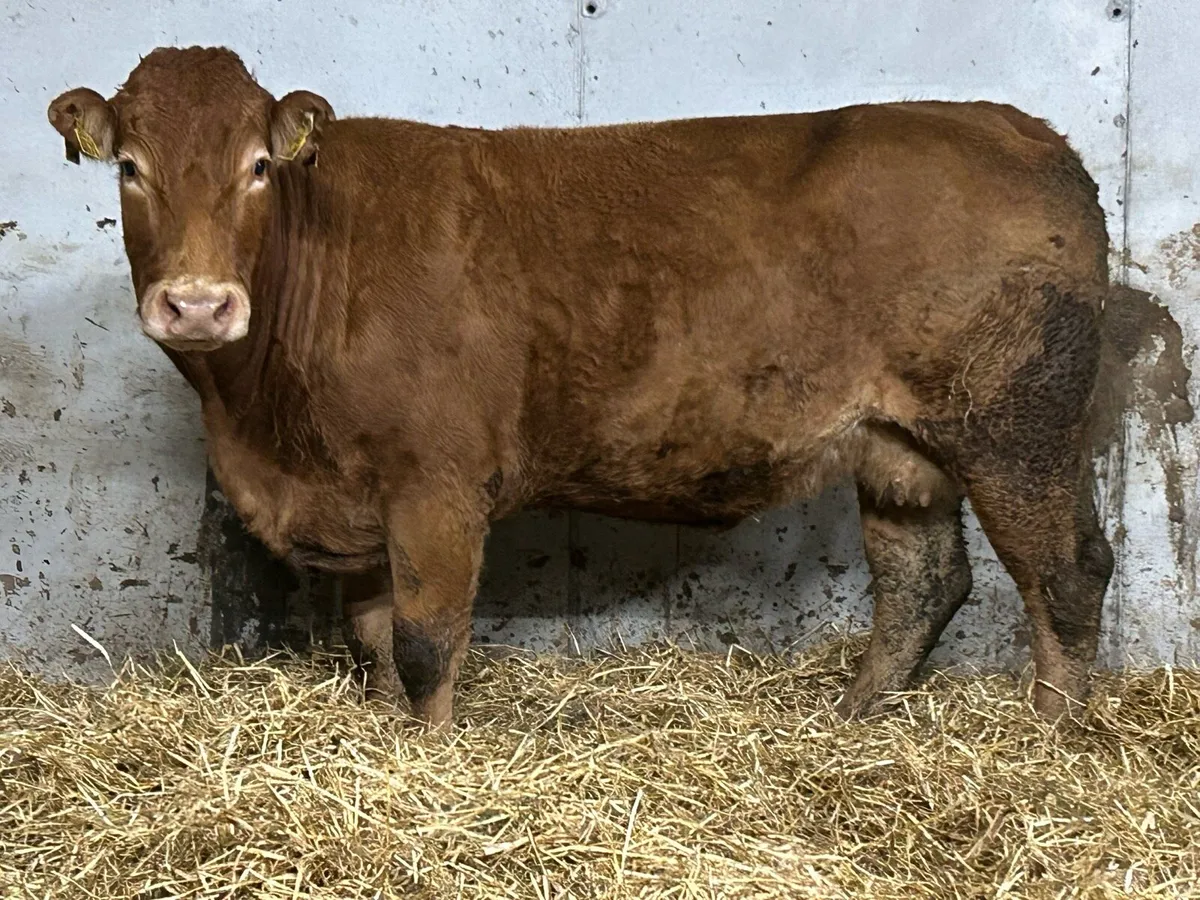 Super u grade limousine incalf cow - Image 3