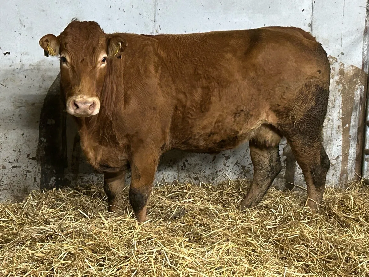 Super u grade limousine incalf cow - Image 4