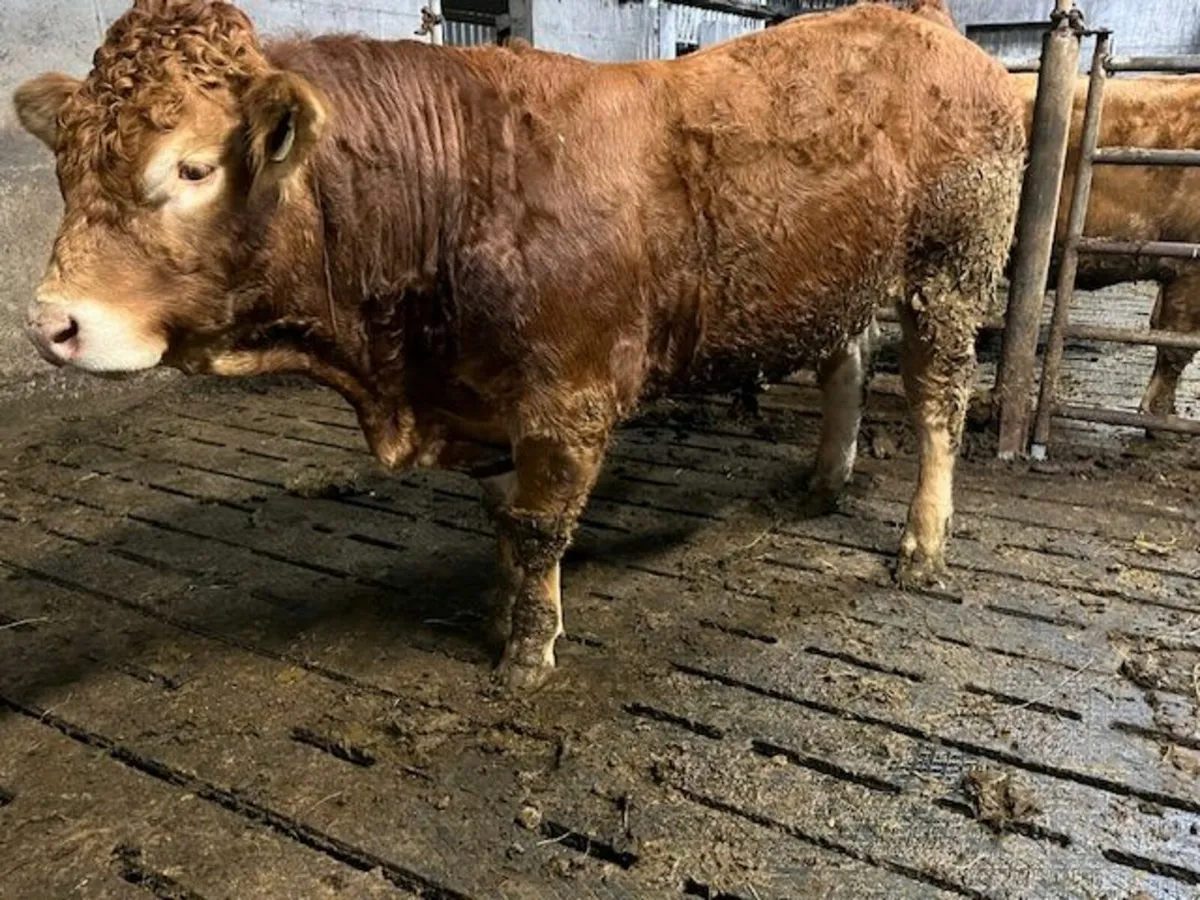 Purebred limousin Bull - Image 1