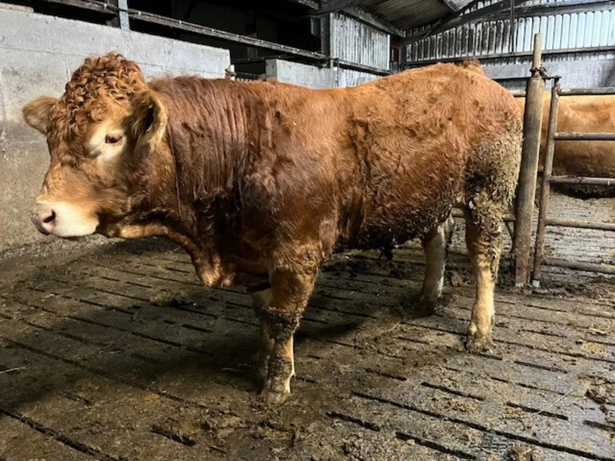 Purebred limousin Bull - Image 2