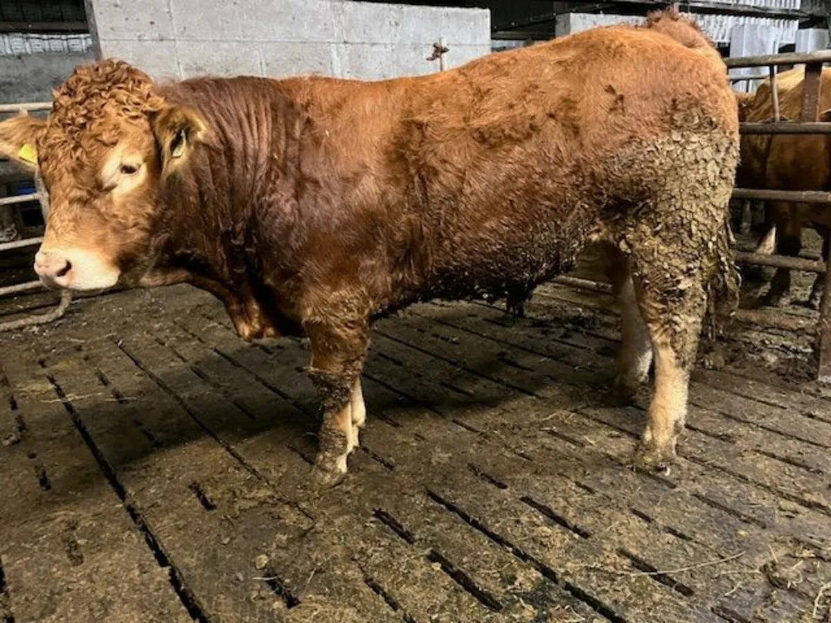 Purebred limousin Bull - Image 3