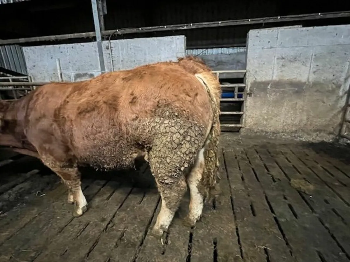 Purebred limousin Bull - Image 4
