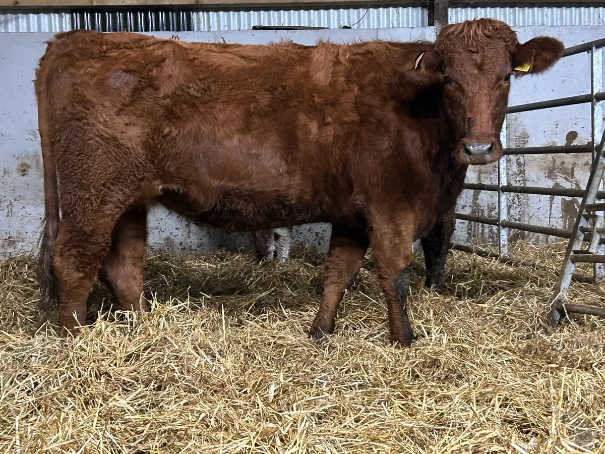 2 Smashing  incalf heifers - Image 1